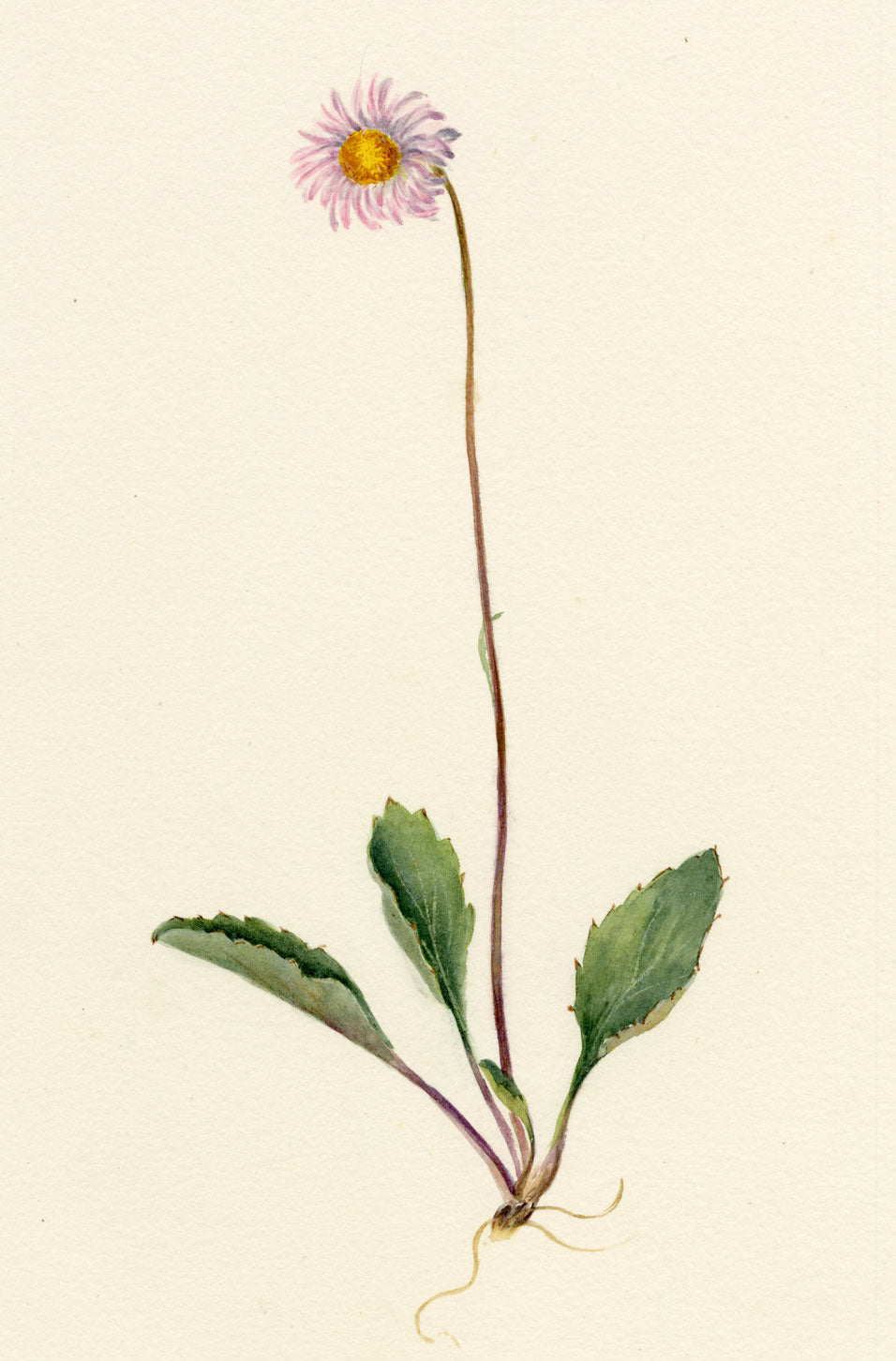 Falloon, Daisy-star Aster Flower (Bellidiastrum michelii), Wengen, Switzerland – 1900 watercolour painting