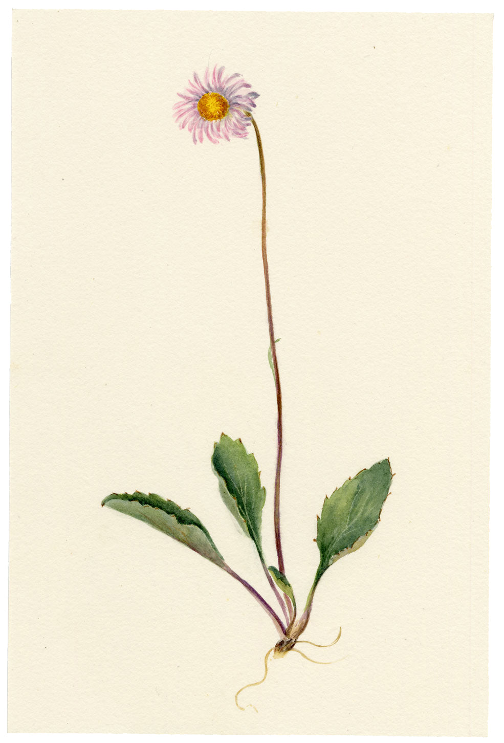Falloon, Daisy-star Aster Flower (Bellidiastrum michelii), Wengen, Switzerland – 1900 watercolour painting
