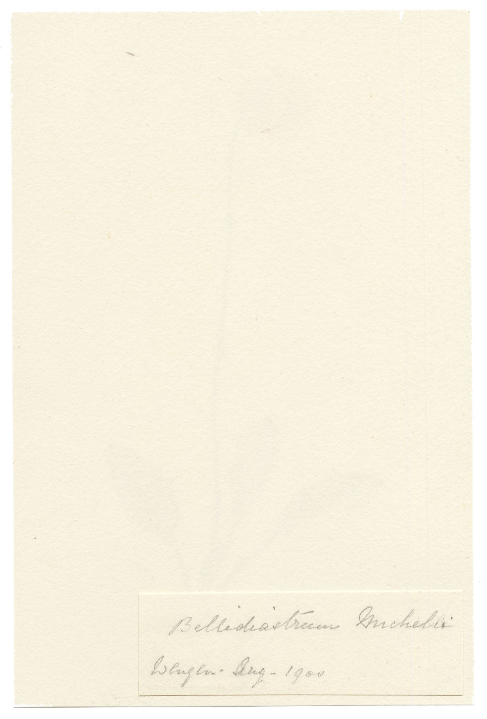 Falloon, Daisy-star Aster Flower (Bellidiastrum michelii), Wengen, Switzerland – 1900 watercolour painting