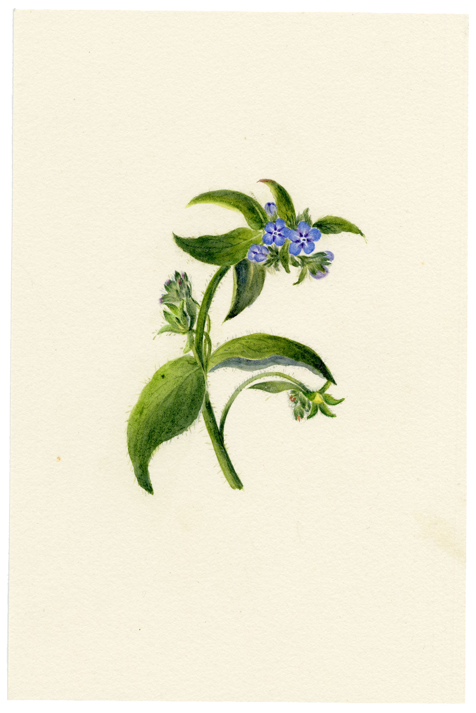 Falloon, Green Alkanet Flower (Pentaglottis sempervirens), Switzerland – c.1905 watercolour painting