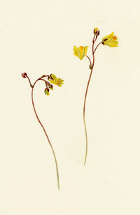 Falloon, Greater Bladderwort Flower (Utricularia vulgaris), Beccles, Suffolk – 1913 watercolour painting