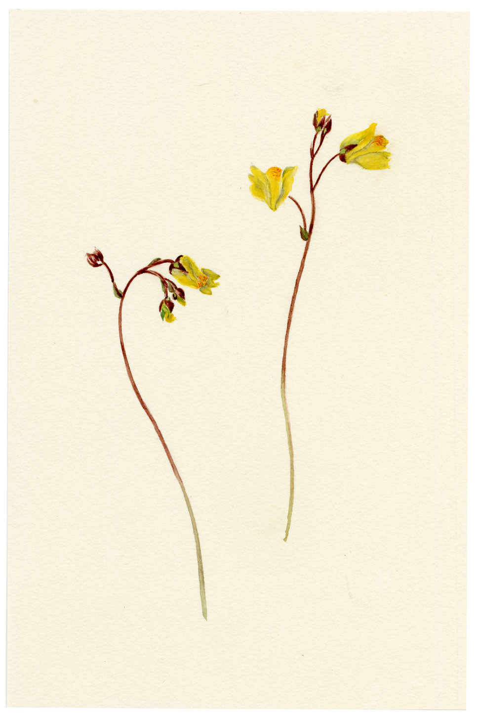 Falloon, Greater Bladderwort Flower (Utricularia vulgaris), Beccles, Suffolk – 1913 watercolour painting