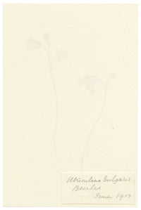 Falloon, Greater Bladderwort Flower (Utricularia vulgaris), Beccles, Suffolk – 1913 watercolour painting