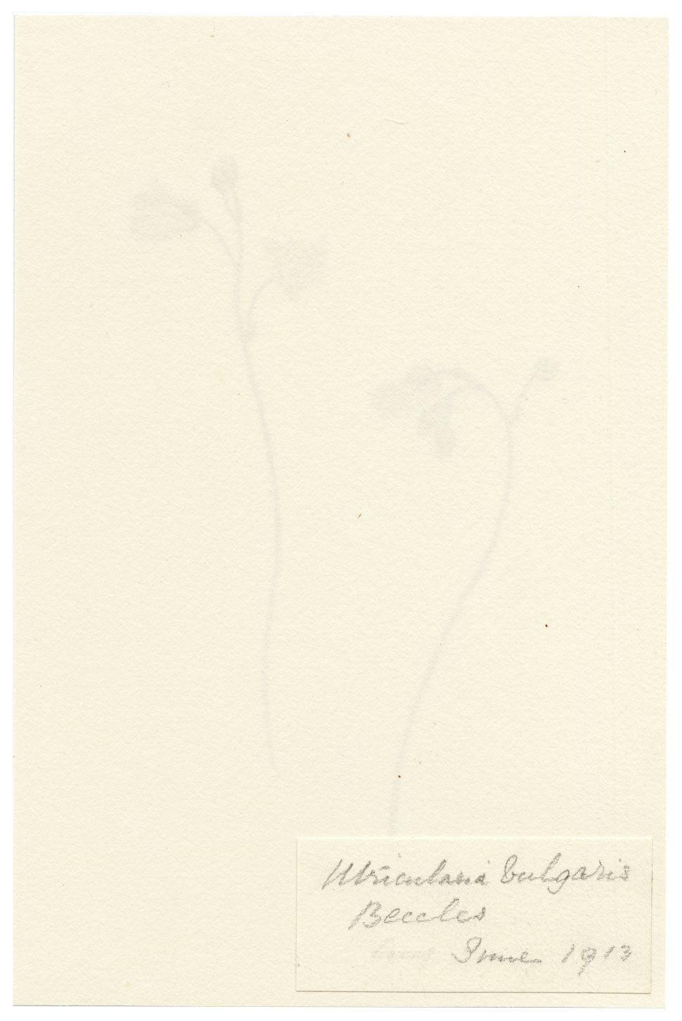 Falloon, Greater Bladderwort Flower (Utricularia vulgaris), Beccles, Suffolk – 1913 watercolour painting