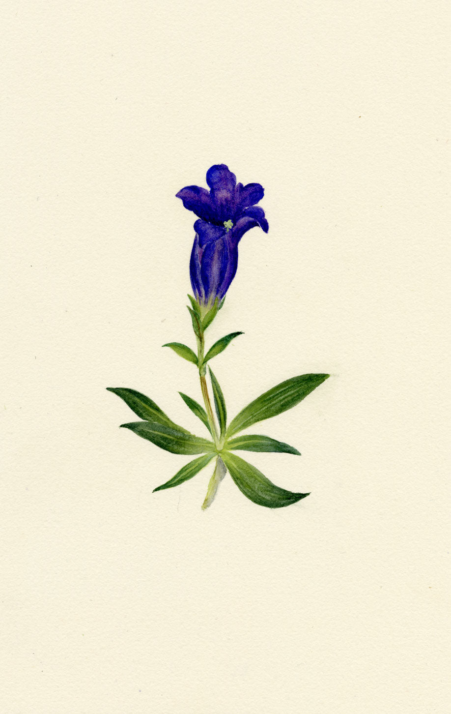 Falloon, Stemless Gentian Flower (Gentiana acaulis), Switzerland – 1907 watercolour painting