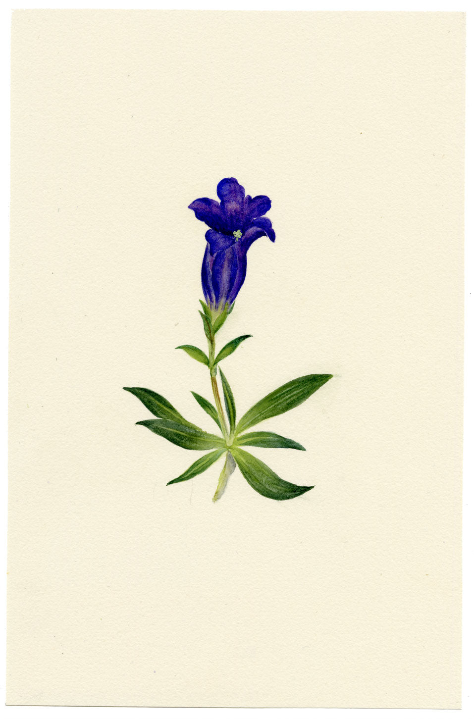 Falloon, Stemless Gentian Flower (Gentiana acaulis), Switzerland – 1907 watercolour painting