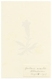 Falloon, Stemless Gentian Flower (Gentiana acaulis), Switzerland – 1907 watercolour painting