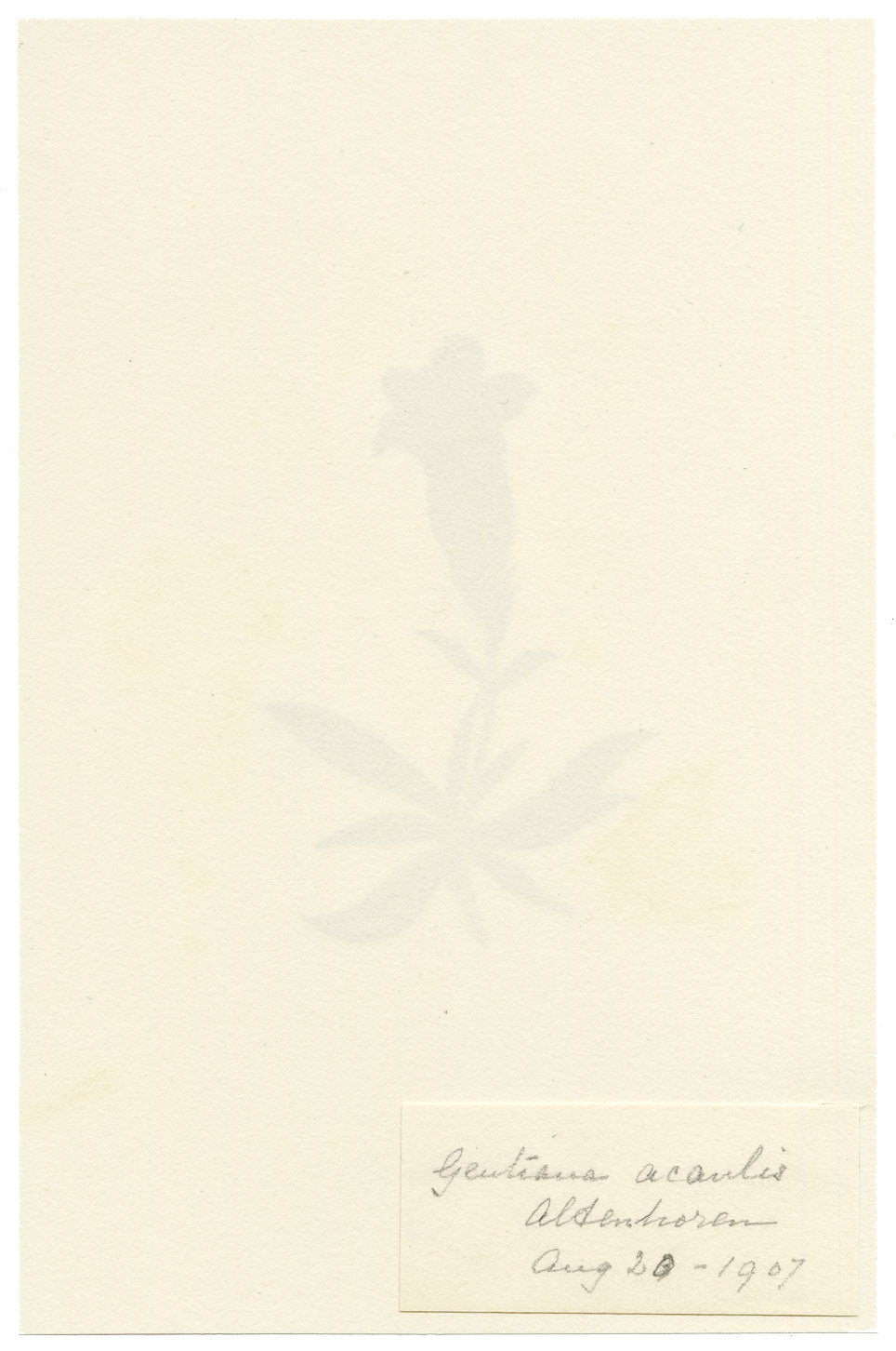 Falloon, Stemless Gentian Flower (Gentiana acaulis), Switzerland – 1907 watercolour painting