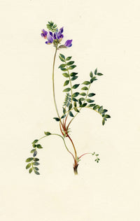 Falloon, Alpine Milk Vetch Flower (Astragalus alpinus), Creux de Champ, Les Diablerets, Switzerland – 1907 watercolour painting