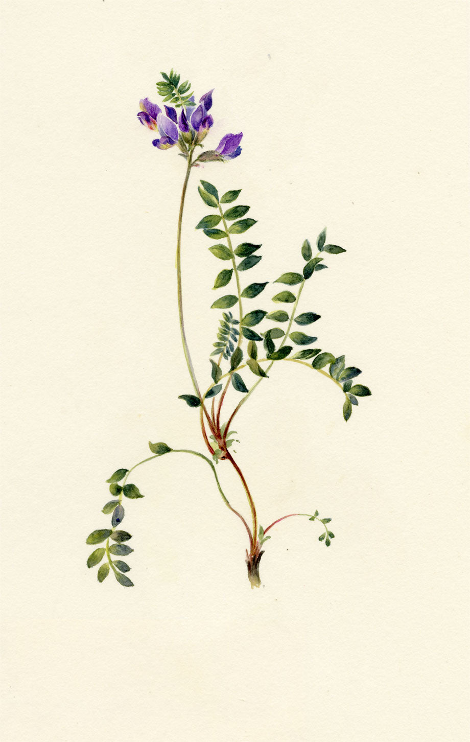 Falloon, Alpine Milk Vetch Flower (Astragalus alpinus), Creux de Champ, Les Diablerets, Switzerland – 1907 watercolour painting