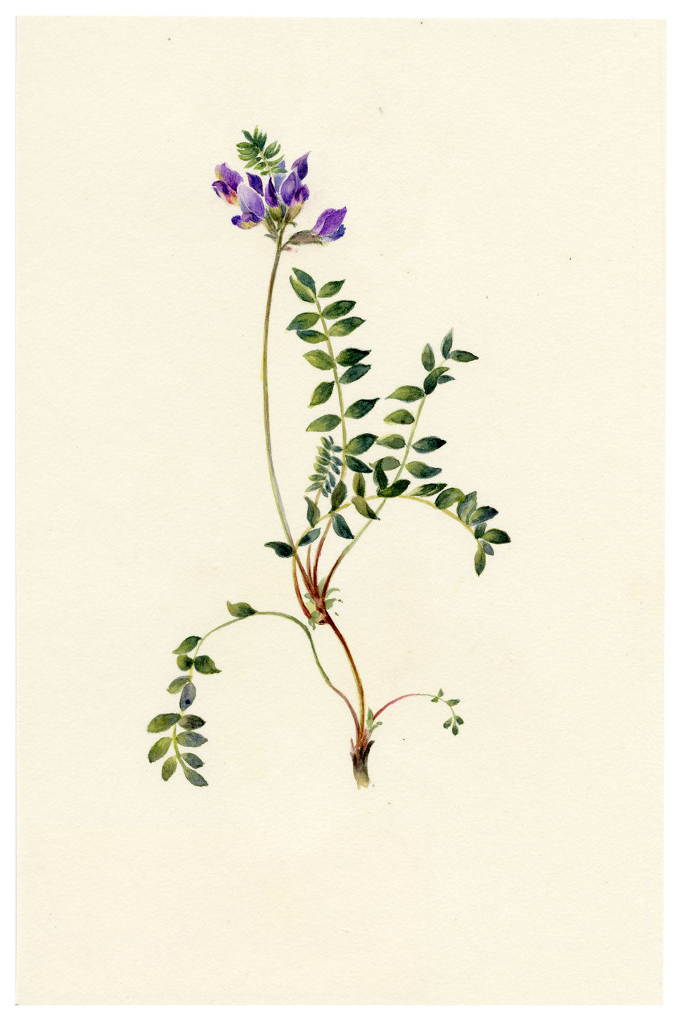 Falloon, Alpine Milk Vetch Flower (Astragalus alpinus), Creux de Champ, Les Diablerets, Switzerland – 1907 watercolour painting