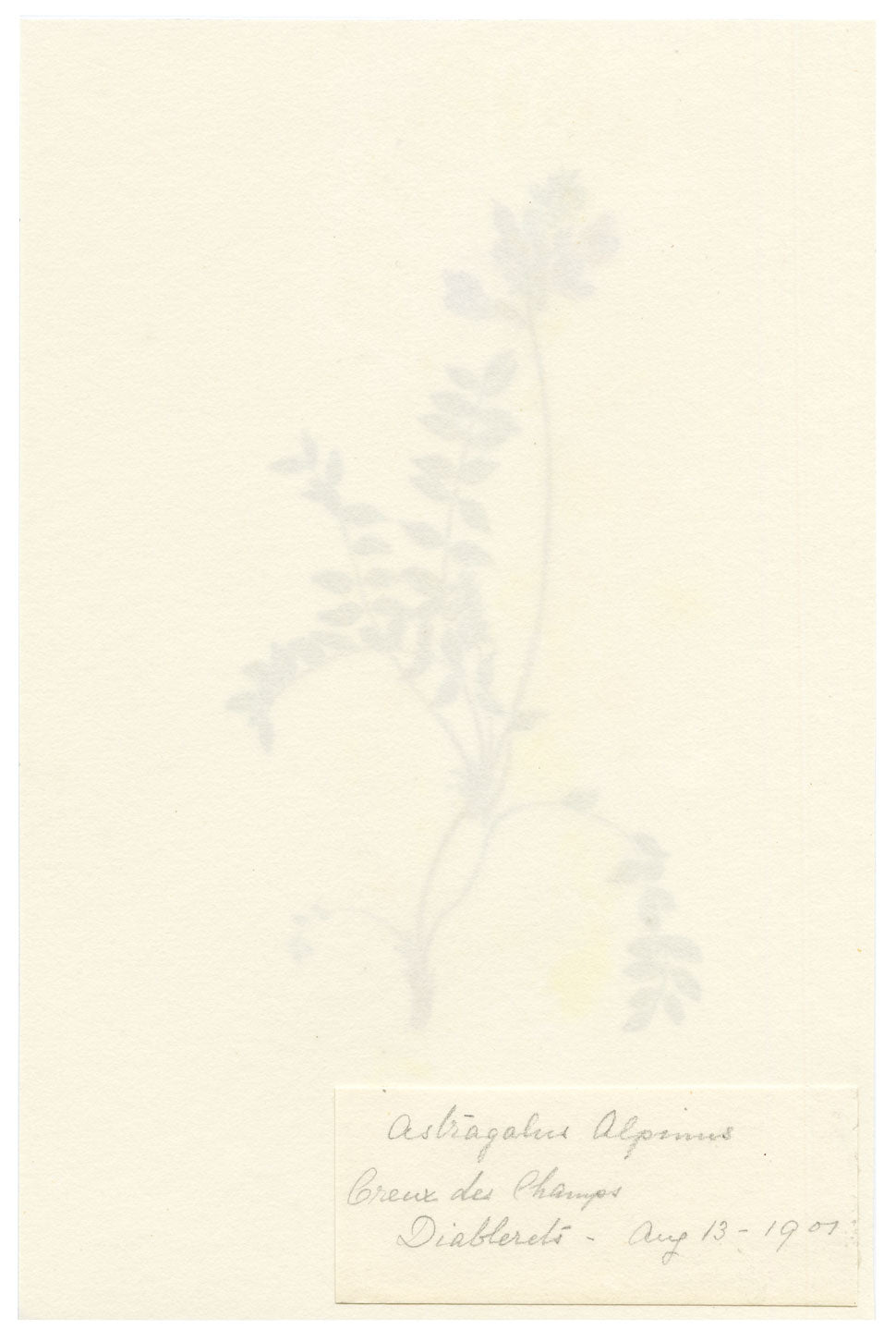 Falloon, Alpine Milk Vetch Flower (Astragalus alpinus), Creux de Champ, Les Diablerets, Switzerland – 1907 watercolour painting