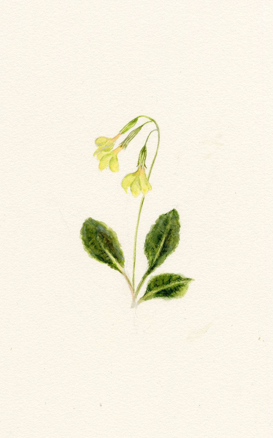 Falloon, Cowslip Flower, Switzerland – c.1905 watercolour painting