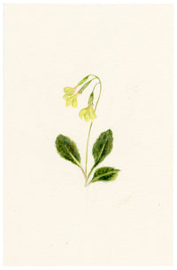 Falloon, Cowslip Flower, Switzerland – c.1905 watercolour painting
