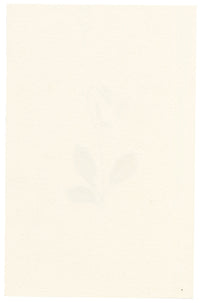 Falloon, Cowslip Flower, Switzerland – c.1905 watercolour painting