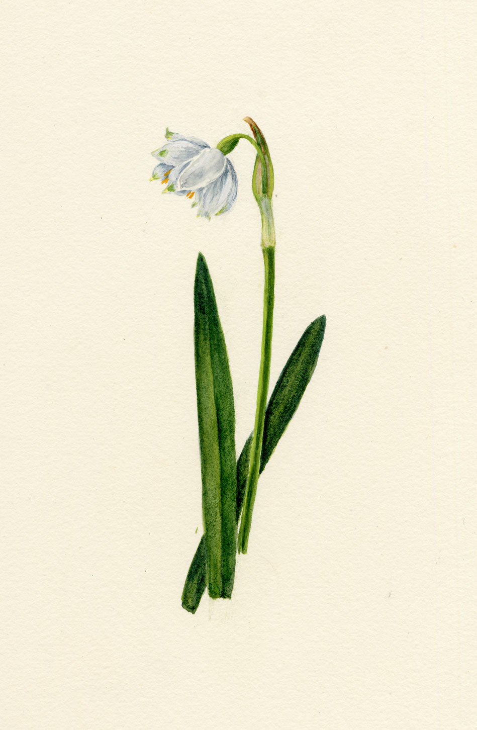 Falloon, Wild Narcissus White Daffodil Flower, Thun, Switzerland – 1910 watercolour painting