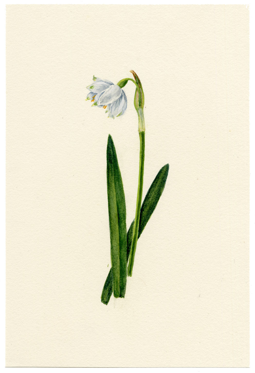 Falloon, Wild Narcissus White Daffodil Flower, Thun, Switzerland – 1910 watercolour painting