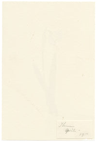 Falloon, Wild Narcissus White Daffodil Flower, Thun, Switzerland – 1910 watercolour painting