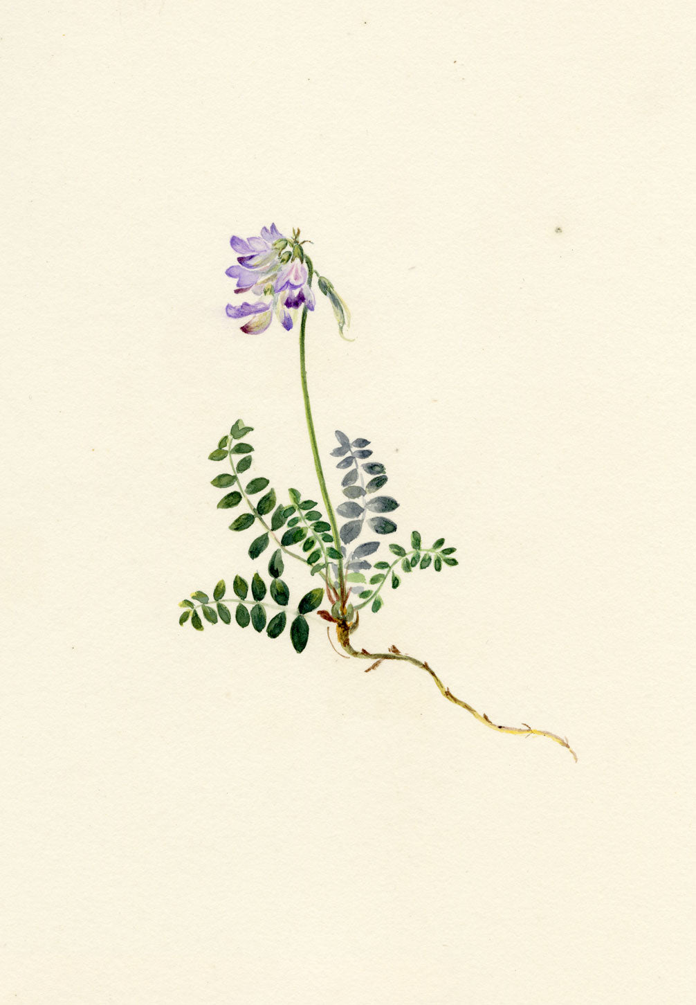 Falloon, Tufted Locoweed Flower (Oxytropis montana), Les Diablerets, Switzerland – 1907 watercolour painting