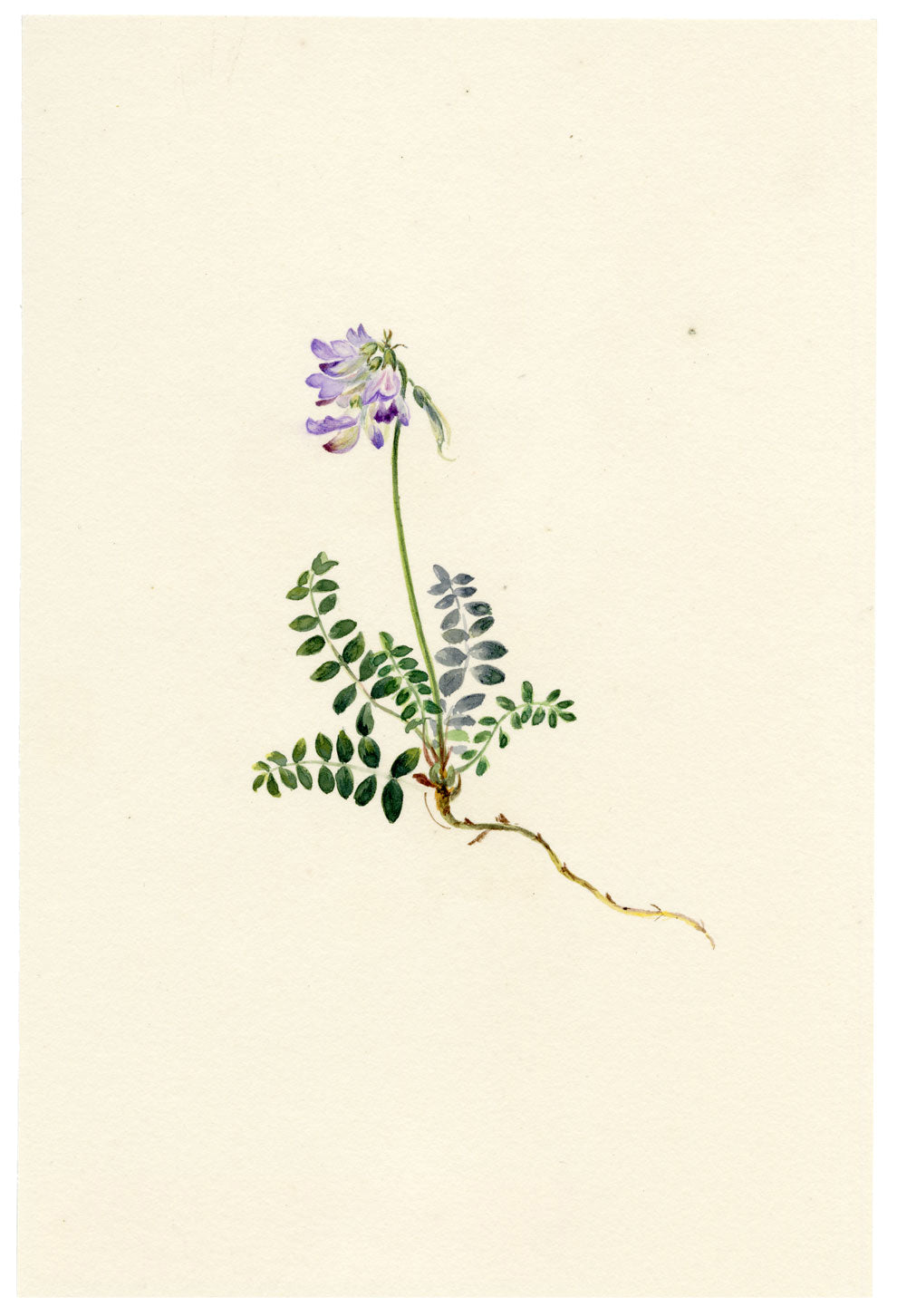 Falloon, Tufted Locoweed Flower (Oxytropis montana), Les Diablerets, Switzerland – 1907 watercolour painting