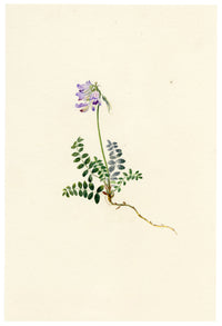 Falloon, Tufted Locoweed Flower (Oxytropis montana), Les Diablerets, Switzerland – 1907 watercolour painting