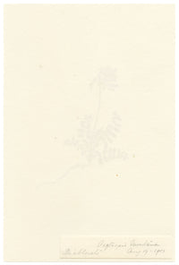 Falloon, Tufted Locoweed Flower (Oxytropis montana), Les Diablerets, Switzerland – 1907 watercolour painting