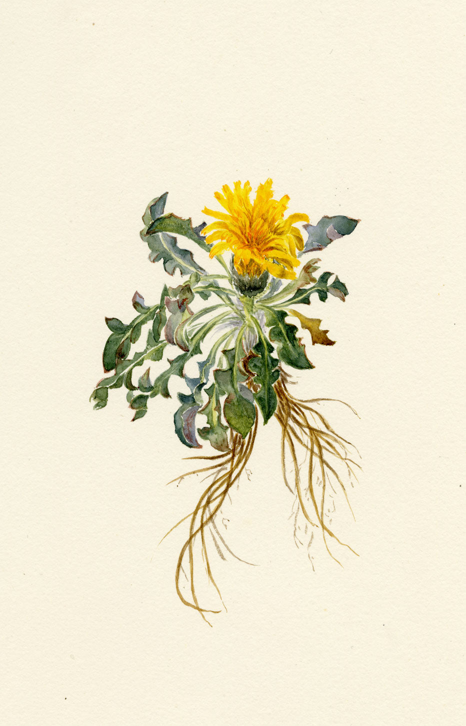 Falloon, Rock Dandelion Flower (Taraxacum laevigatum), Männlichen, Switzerland – 1900 watercolour painting