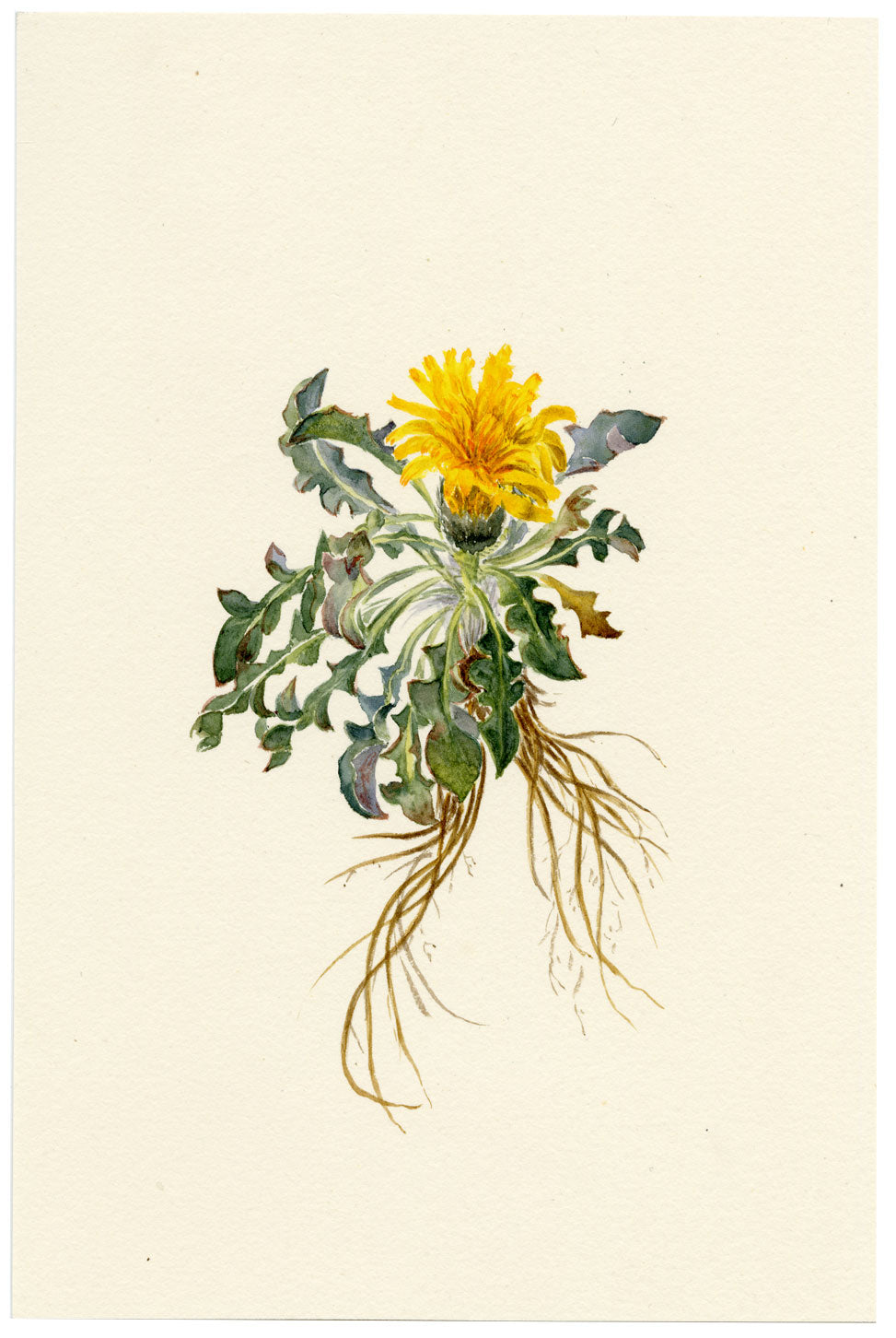 Falloon, Rock Dandelion Flower (Taraxacum laevigatum), Männlichen, Switzerland – 1900 watercolour painting