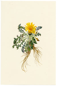 Falloon, Rock Dandelion Flower (Taraxacum laevigatum), Männlichen, Switzerland – 1900 watercolour painting
