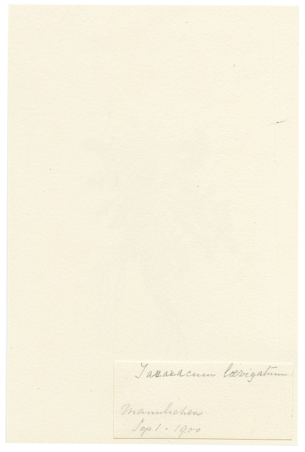 Falloon, Rock Dandelion Flower (Taraxacum laevigatum), Männlichen, Switzerland – 1900 watercolour painting