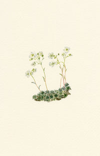 Falloon, Mossy Saxifrage Flower (Saxifraga planifolia), Kleine Scheidegg, Switzerland – 1900 watercolour painting