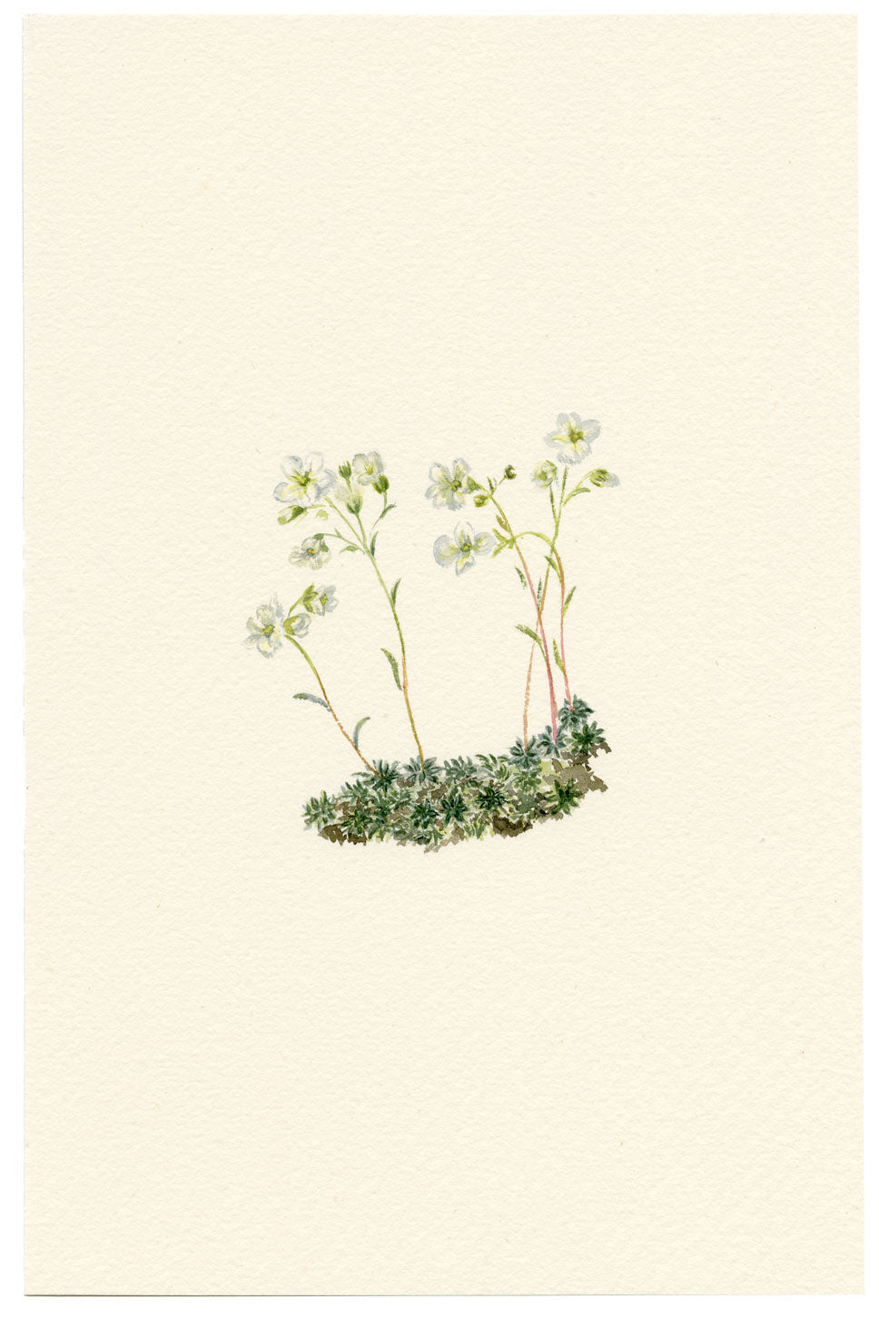 Falloon, Mossy Saxifrage Flower (Saxifraga planifolia), Kleine Scheidegg, Switzerland – 1900 watercolour painting