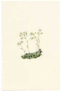 Falloon, Mossy Saxifrage Flower (Saxifraga planifolia), Kleine Scheidegg, Switzerland – 1900 watercolour painting