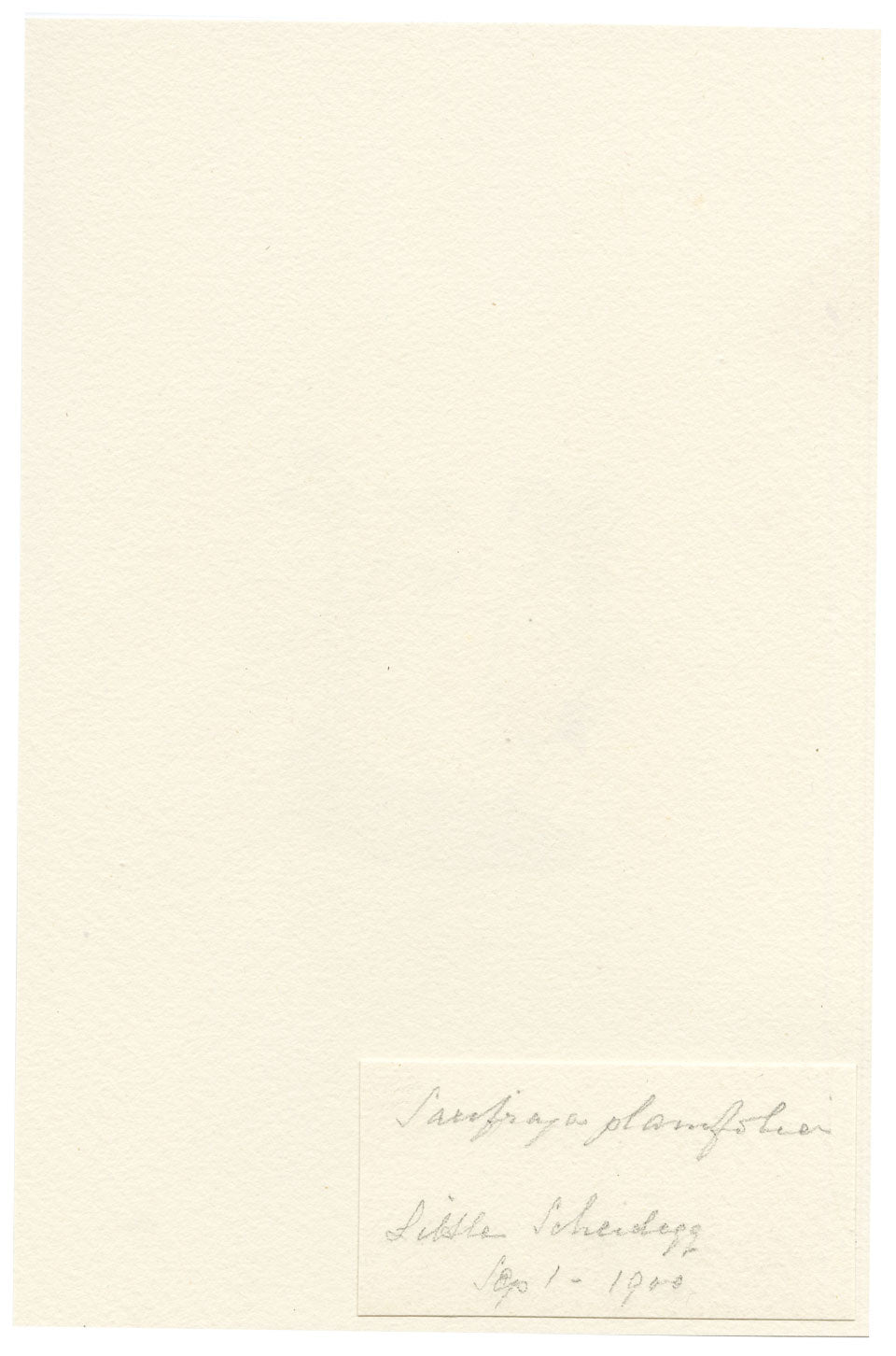 Falloon, Mossy Saxifrage Flower (Saxifraga planifolia), Kleine Scheidegg, Switzerland – 1900 watercolour painting