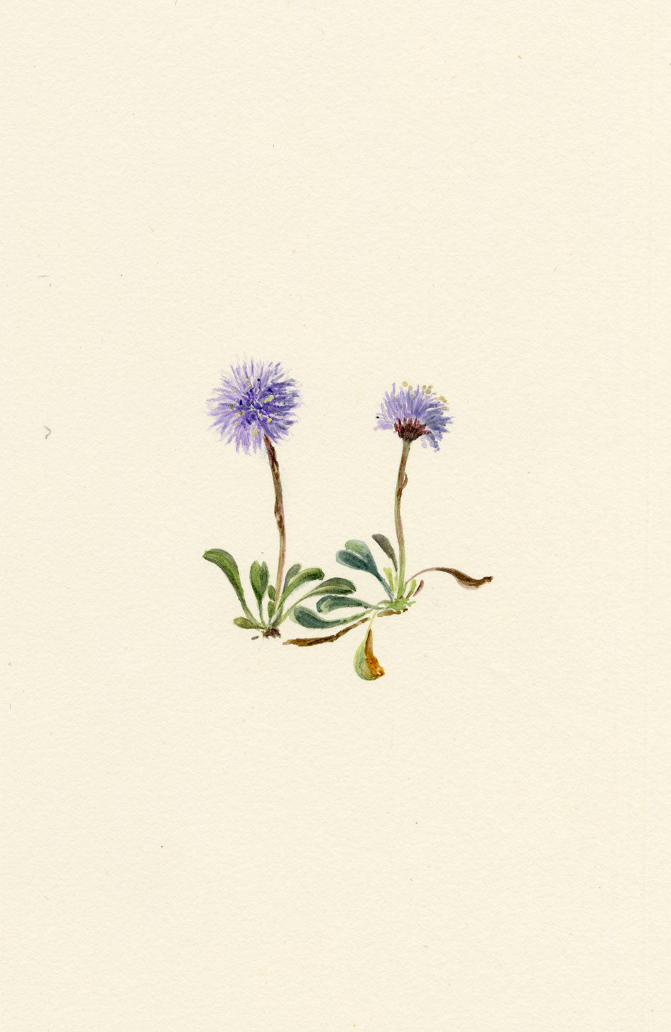 Falloon, Heart-leaved Globe Daisy Flower, Wengen, Switzerland – 1900 watercolour painting