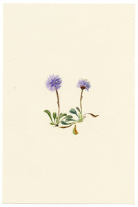 Falloon, Heart-leaved Globe Daisy Flower, Wengen, Switzerland – 1900 watercolour painting