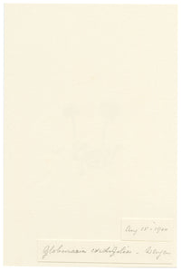 Falloon, Heart-leaved Globe Daisy Flower, Wengen, Switzerland – 1900 watercolour painting