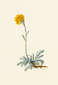 Falloon, Jacobaea incana Flower (Senecio incanus), Arolla, Switzerland – 1902 watercolour painting