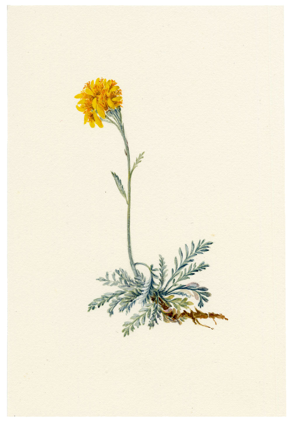 Falloon, Jacobaea incana Flower (Senecio incanus), Arolla, Switzerland – 1902 watercolour painting
