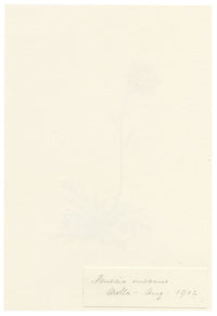 Falloon, Jacobaea incana Flower (Senecio incanus), Arolla, Switzerland – 1902 watercolour painting