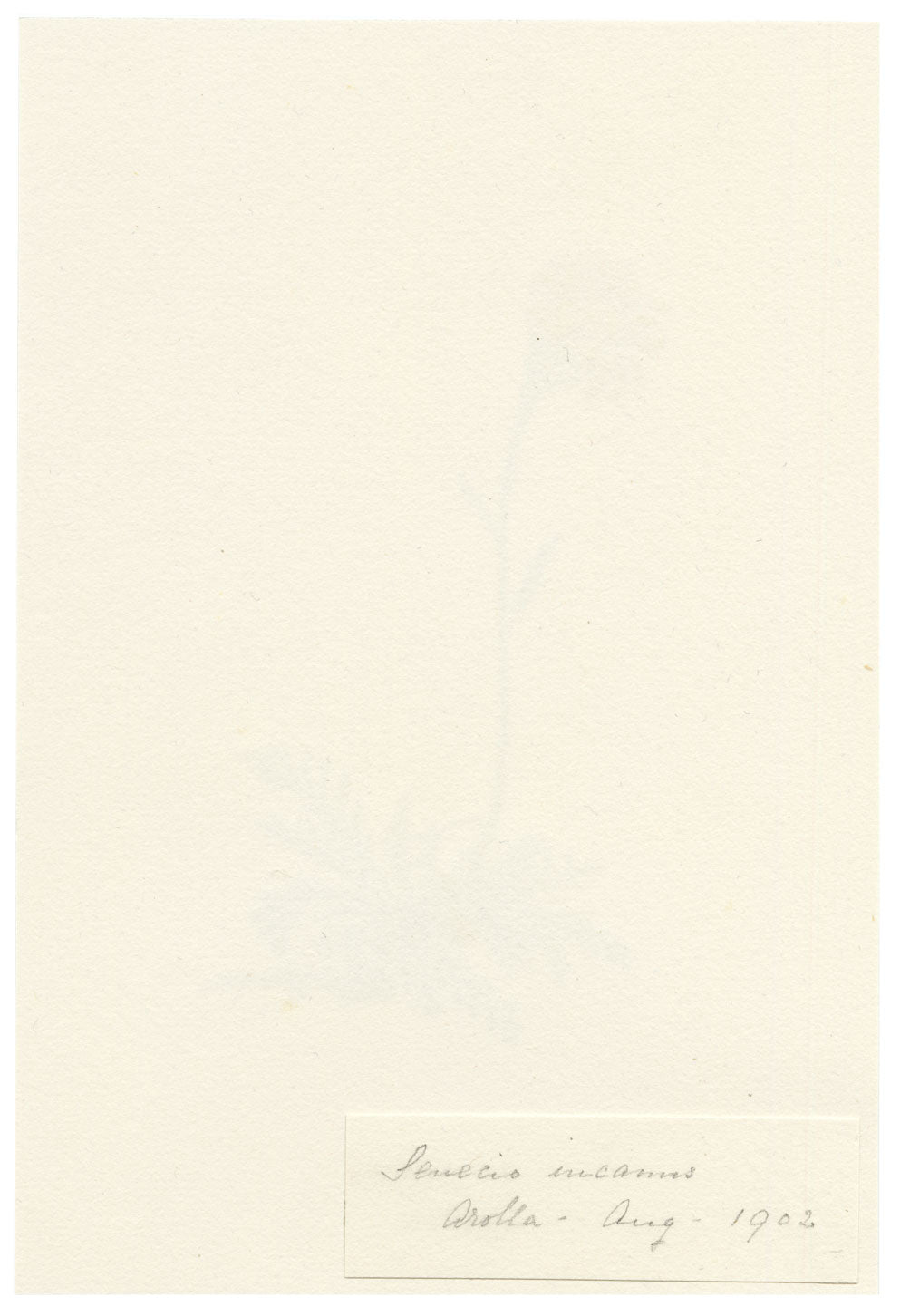 Falloon, Jacobaea incana Flower (Senecio incanus), Arolla, Switzerland – 1902 watercolour painting