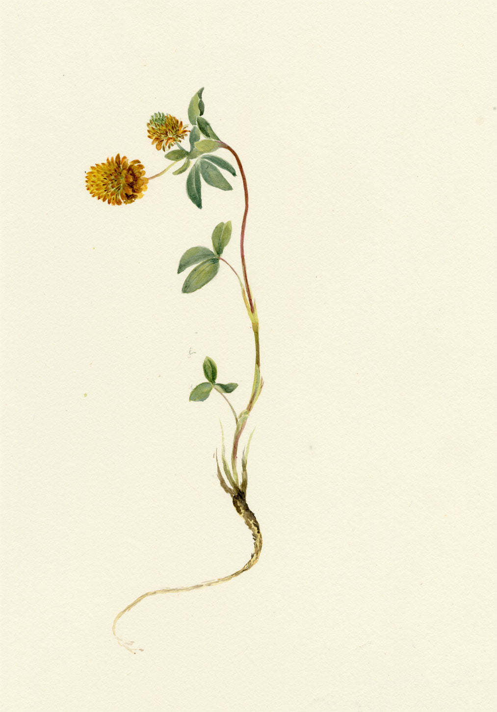 Falloon, Brown Clover Flower, Wengen, Switzerland – 1900 watercolour painting