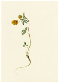Falloon, Brown Clover Flower, Wengen, Switzerland – 1900 watercolour painting