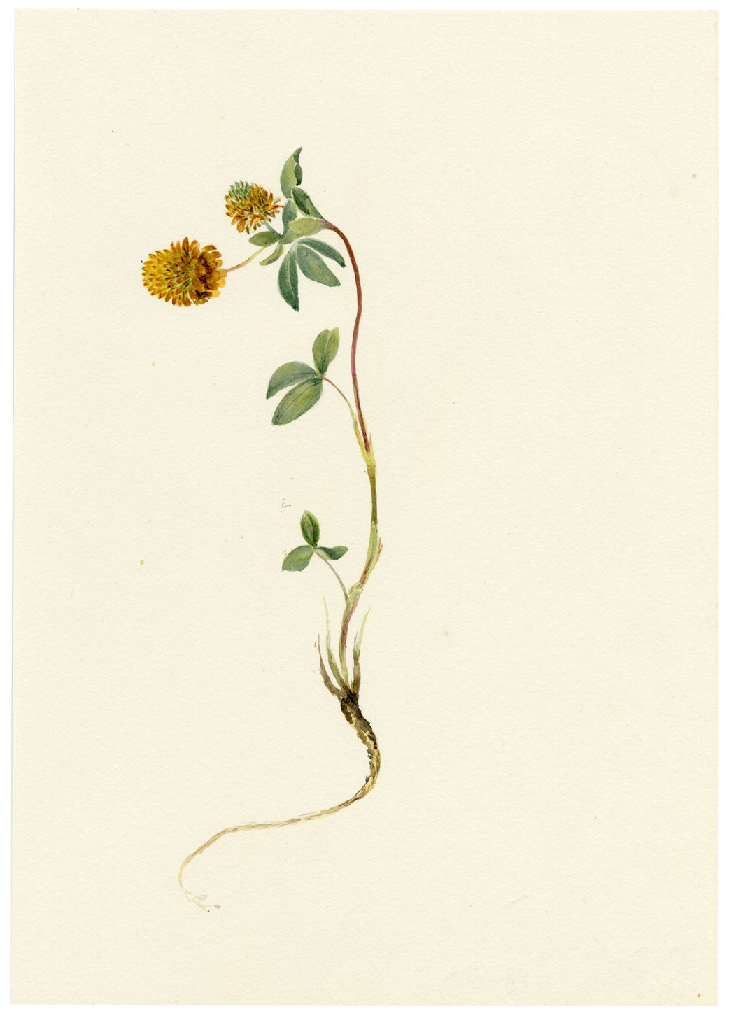 Falloon, Brown Clover Flower, Wengen, Switzerland – 1900 watercolour painting