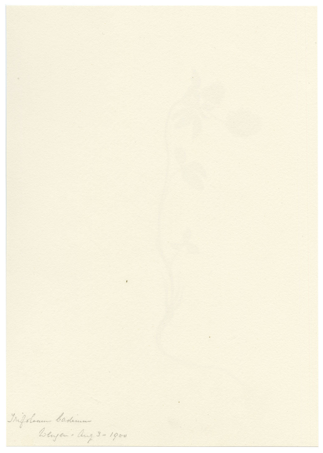 Falloon, Brown Clover Flower, Wengen, Switzerland – 1900 watercolour painting