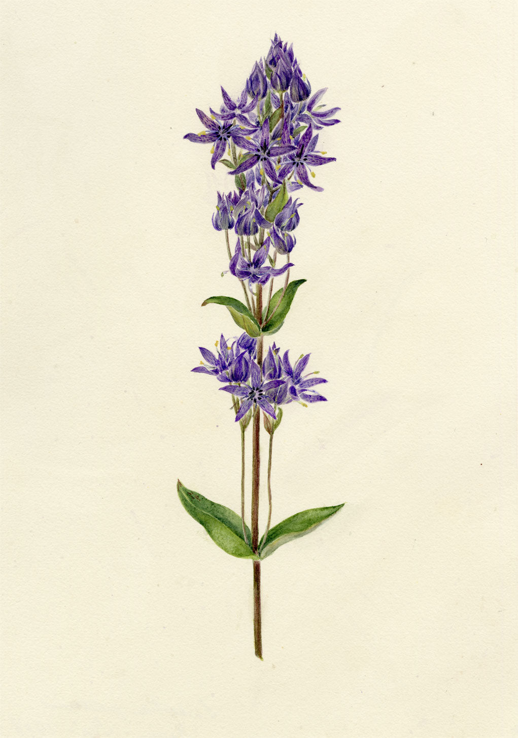 Falloon, Felwort Flower (Swertia perennis), Rigi, Switzerland – 1907 watercolour painting