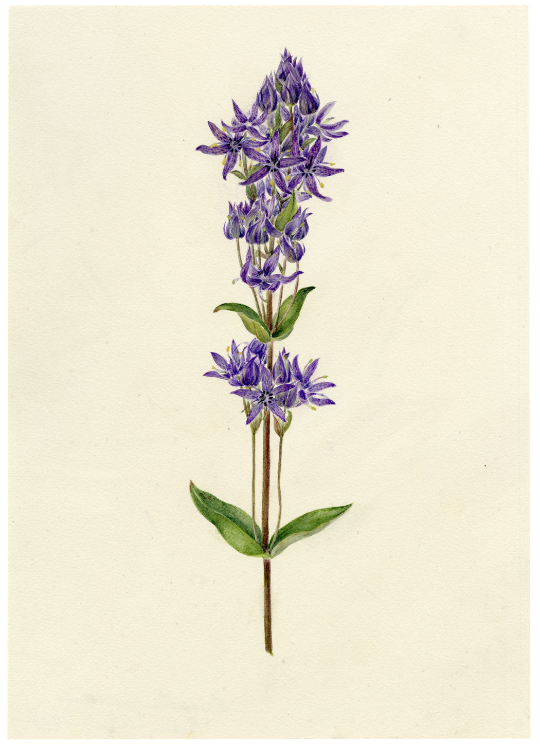 Falloon, Felwort Flower (Swertia perennis), Rigi, Switzerland – 1907 watercolour painting