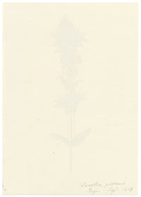 Falloon, Felwort Flower (Swertia perennis), Rigi, Switzerland – 1907 watercolour painting