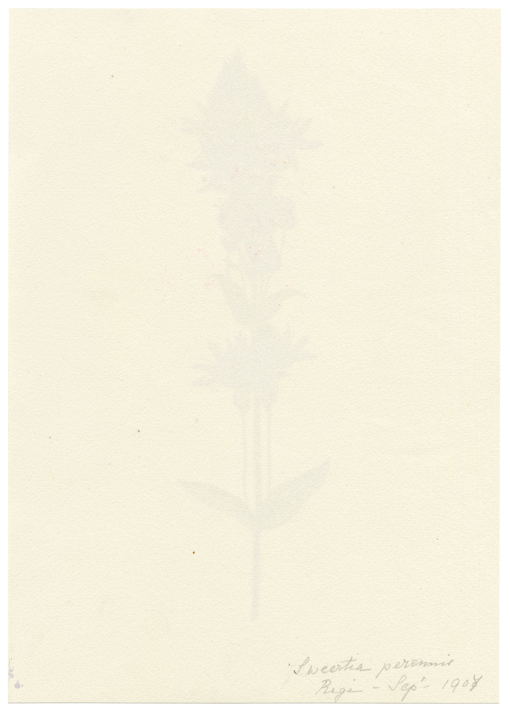 Falloon, Felwort Flower (Swertia perennis), Rigi, Switzerland – 1907 watercolour painting