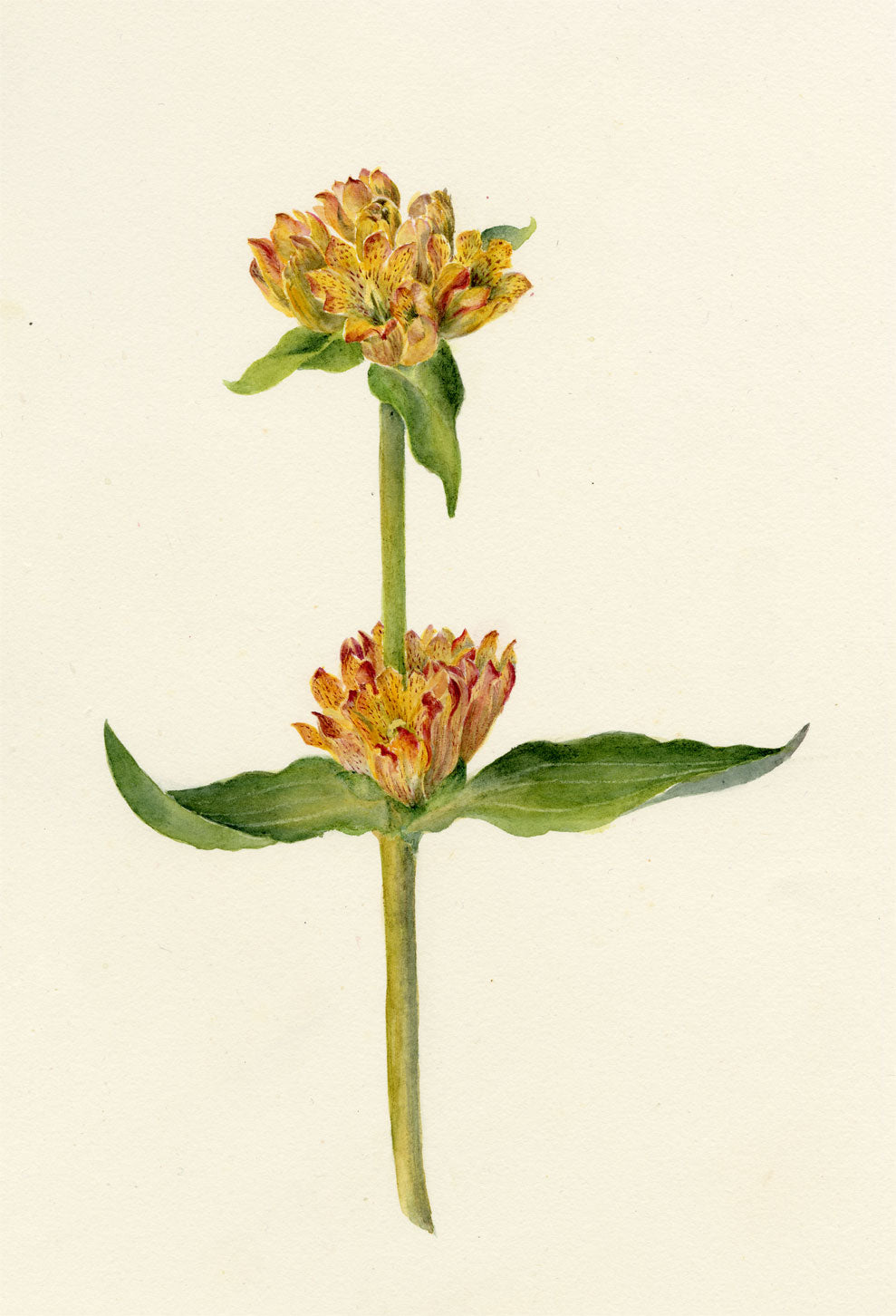 Falloon, Spotted Gentian Flower (Gentiana punctata), Arolla, Switzerland – 1902 watercolour painting